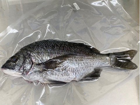 【食べ比べ】鮮魚４種セット（イシモチ・ニベ・クロダイ・キビレ）【下処理済】