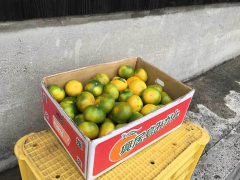 【残りわずか】愛媛県産！早生みかん　家庭用 10kg
みかん好きにはコレ！　甘みと酸味のバランスが絶妙な味わいを！