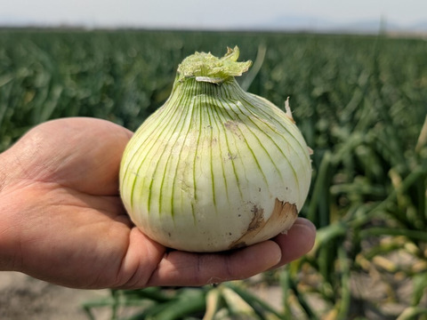 新玉ねぎ ジューシーかつ甘い！佐賀県産玉ねぎ 極早生『貴錦』L5kg