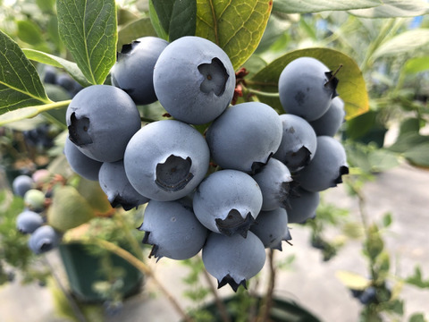 完熟生ブルーベリー【お得パック】(250g×2パック)×２箱