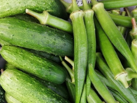 【今おいしいが詰まってる！】季節の野菜セット (春夏秋)