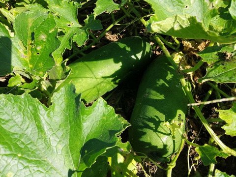 冬瓜 (トウガン)２個入り【完熟・食べごろ】