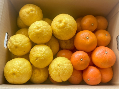 レア3種×キズ得🍊べにばえ🍊はれひめ🍊はるか 食べ比べ福岡柑橘セット 4.5kg (一部外皮キズあり)※発送は2月1日頃より開始いたします※