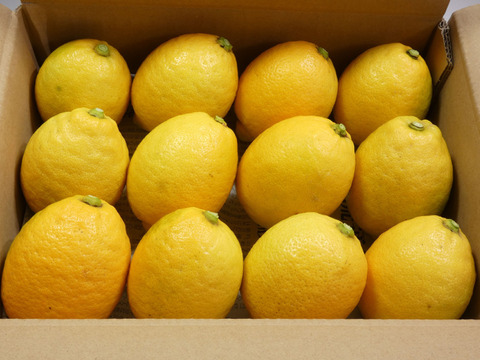 ぽん酢とセット！お試しに　皮まで使える瀬戸内レモン　約８個　M～Lサイズ