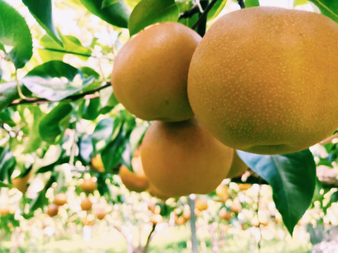 大豊作600円引き‼️【2品種まとめ買い】あきづきと豊水梨✨️どちらも甘くてキメ細かとってもジューシー💦ですが食べ比べるとびっくり‼️美味しさの違いが分かります😋ご贈答にもおすすめ‼️