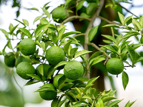 【樹上完熟】四万十柚子２ｋｇ ご家庭用 農薬不使用 自然栽培 四万十産