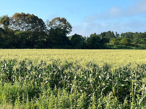【予約必須】北海道産 たった2回のみの収穫！！メロンより甘い⁉糖度17度のトウモロコシ！10本入り！3・4人家族用