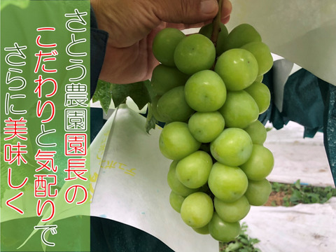 【農薬節減】甘くて美味しい自慢のシャインマスカット（2房）