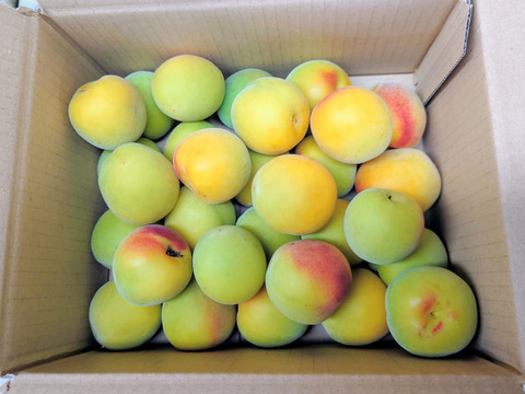 甘い香り漂う1kg【梅干し・ジャム用】中熟〜完熟大粒南高梅