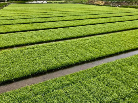 【予約商品】【令和7年新米】炊き上がりの艶と上品な甘さが絶品！魚沼産コシヒカリ『原材料名、津南町』精米10㎏(5㎏×2)