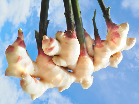 最終SALE★訳あり柔らかい新しょうが（バラ） 1000ｇ 高知県産