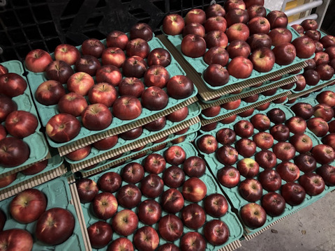 ～🍎陽だまりりんご🍎～お菓子作りに最適です！『太陽の恵みいっぱい紅玉』【規格外】　１６個から２５個入り