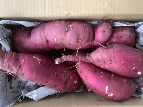 🍠さつまいも　紅はるか🍠　２kg❗️