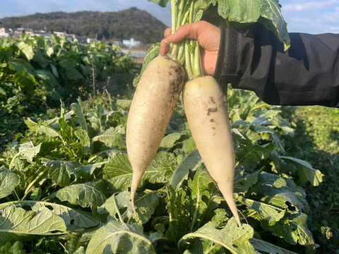 【農薬不使用】火が通りやすい！使い切りミニ大根　4袋　約4kg