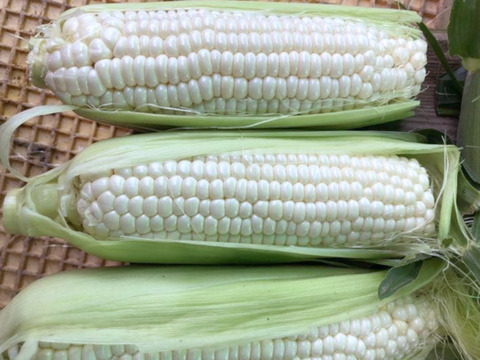 【ご家庭向け訳あり】たっぷり4.5kg フルーツの甘さ ホワイトショコラ（10〜18本）