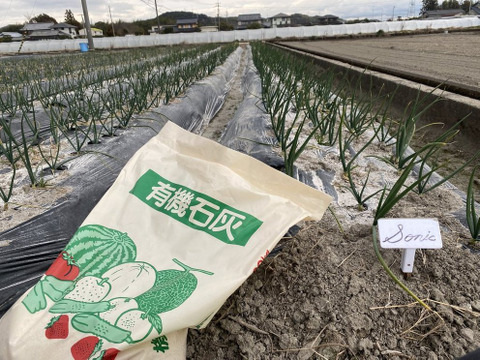 ★コク旨タマネギ もみじ3号 新鮮・産地直送　5kg(箱込み）