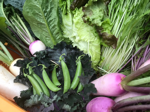 7/23新✨6つの野菜チョイスで野菜セット🥬