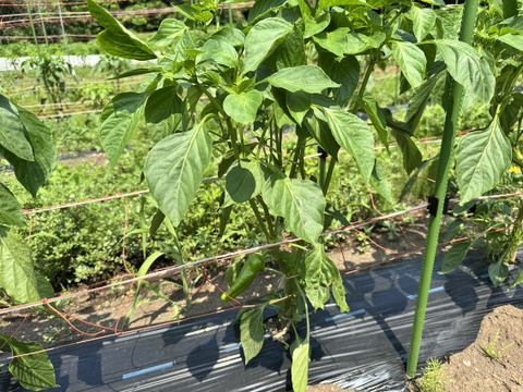 パドロン【農薬不使用露地栽培】  パドロン　スペイン野菜　  500g