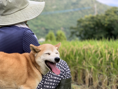 令和4年産　新米　10kg 精米（玄米可能）※夢つくし
⭐️採れたて、ツヤツヤおいし〜新米を是非、ご賞味下さい！！
