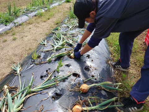 サイズ色々訳あり★新玉ねぎ★兵庫県但馬産【5キロ】
