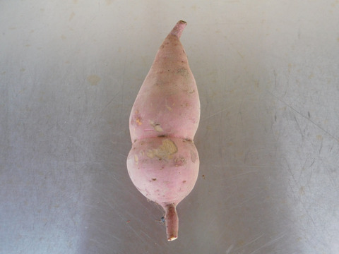 【加工用】規格外さつま芋「紅はるか10kg」（自然栽培：栽培期間中農薬・肥料不使用）