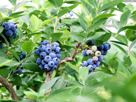 【樹上完熟】南国土佐 完熟生ブルーベリー１ｋｇ 農薬不使用 自然栽培 四万十産