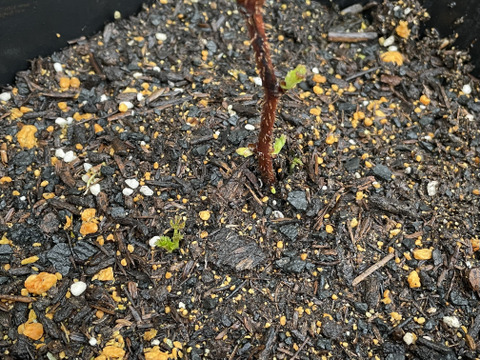 当ファームで栽培しているラズベリーです【ラズベリー鉢植え】【観賞用】