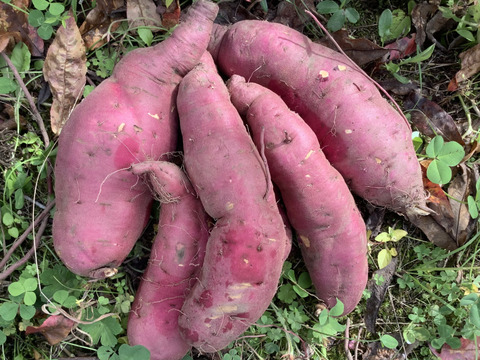 🍠さつまいも　紅あずま🍠　２kg❗️