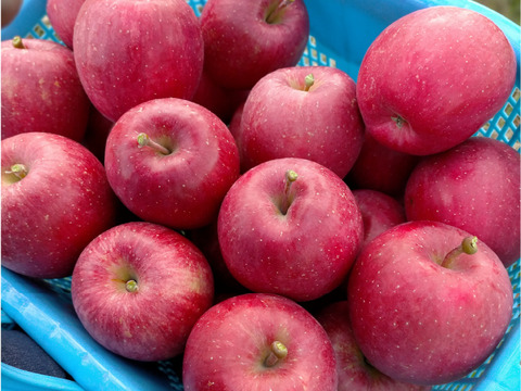 特別栽培りんご『弘前ふじ』A品・3㎏：青森県産のひろさきふじ｜食べ