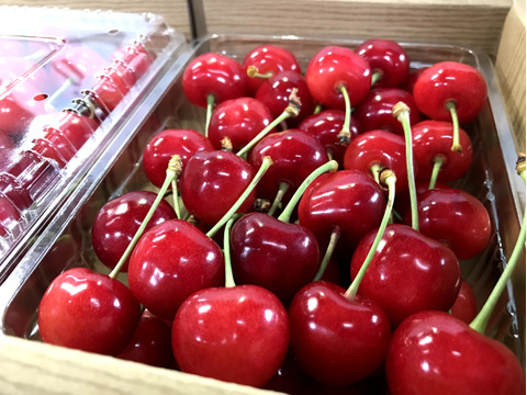 《予約》甘酸っぱい初夏の果物🍒佐藤錦２kg（500g×2p×２箱）Ｌ～2Ｌ玉混ざり