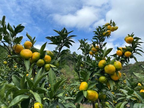 【家庭用】愛媛みかん Ｍサイズ ５ｋｇ