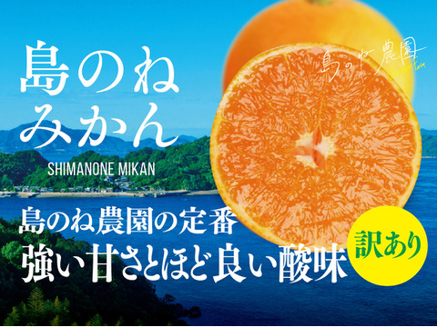 【訳あり】島のね みかん 愛媛みかん 木成り完熟 3kg