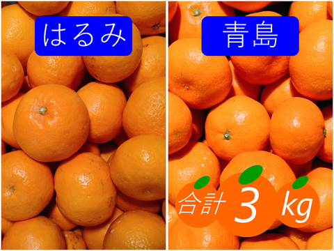 【柑橘食べ比べ】はるみ＋青島みかん 合計3kg《家庭用》
