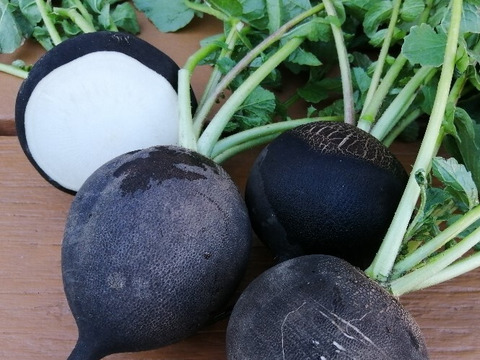 黒丸大根 (４個入り)