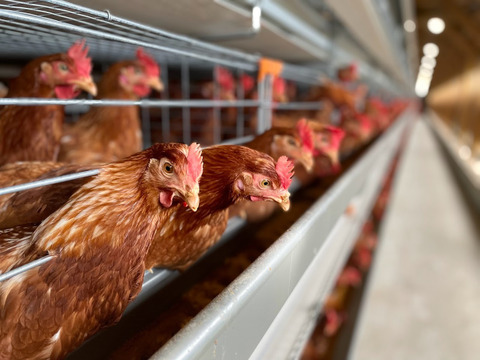 【MSサイズ：赤卵20個】薄羽養鶏場のいつものたまご！