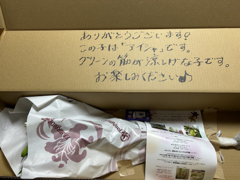 【母の日ギフト】■アイシャ3本束 ■白八重といったら不動の人気品種♥　数量限定で登場です！