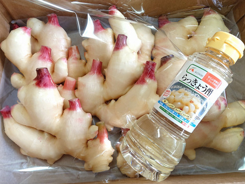 夏ギフト】誰でもかんたん！新生姜の甘酢漬けセット☆新生姜1