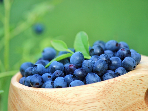 【樹上完熟】南国土佐 完熟生ブルーベリー１ｋｇ 農薬不使用 自然栽培 四万十産