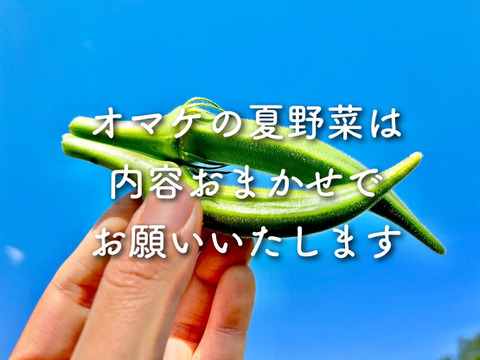 【夏の福袋】おまかせ夏野菜のオマケ付！(9本入) 瑞々しいフルーツコーン[糖]もろこし