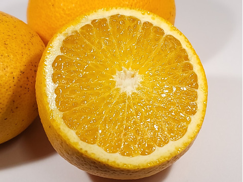 【木なり八朔 ご家庭用 4kg 】こだわりの樹上完熟