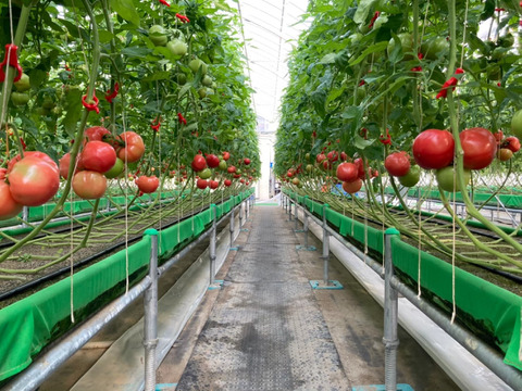 かわいいサイズのトマト