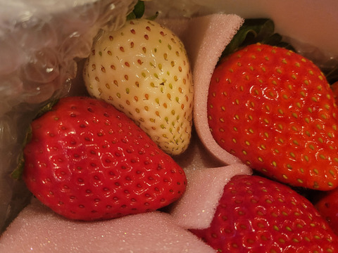 トクトク🍓いちごの宝石箱 朝摘み完熟❤️酵素栽培のこだわりいちご (２〜３月発送) 【いちご 食べ比べ】：栃木県産のとちおとめ｜食べチョク｜産地直送(産直)お取り寄せ通販 - 農家・漁師から旬の食材を直送