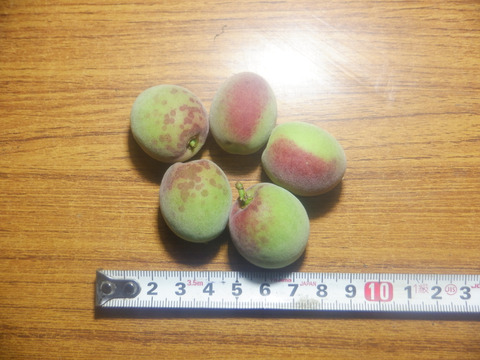 鳥取県産　樹上完熟・自然落下の梅（栽培期間中農薬・肥料不使用）