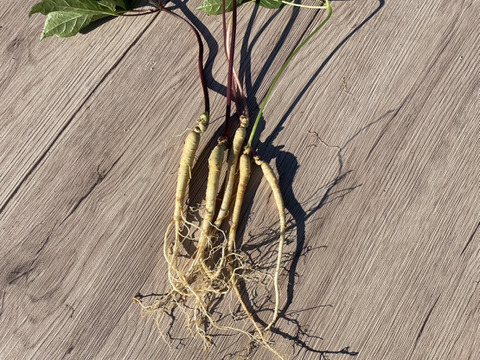 葉まで丸ごと！農薬不使用『高麗人参』3本セット