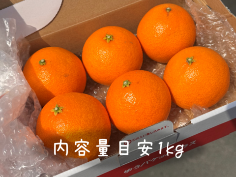 【Uターン就農 1周年記念】完熟ハウスせとか《ご家庭用 1kg》｜Sサイズ｜愛媛・西宇和産