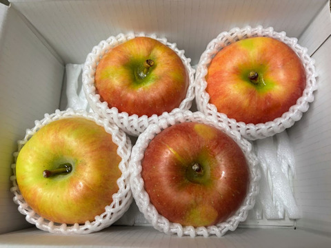 【数量限定！これで今季最後です】光るりんご🍎蜜がたっぷり『大玉こうとく』4個入り
