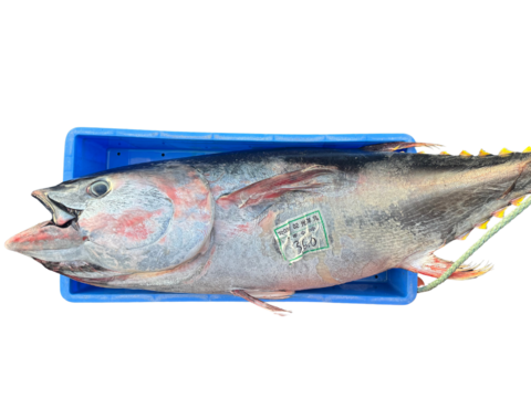 【無冷凍でお届け！】知床産天然本マグロ１ｋｇ（中トロ・赤身）