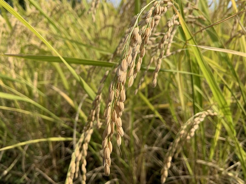 【農薬・肥料不使用】優秀金賞受賞！自然栽培米ハツシモ【10kg】【分つき精米】【令和6年産】