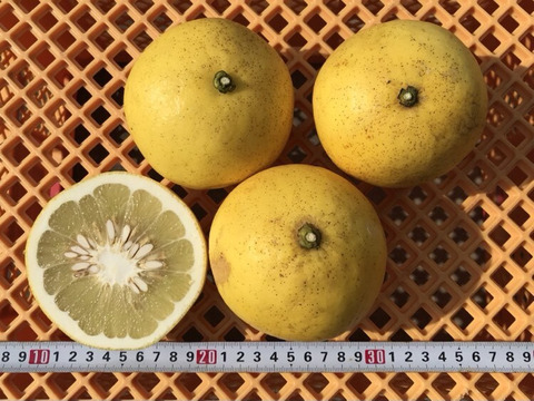 2025年度・ご予約受付中！【高知県産】自然栽培・お日様の文旦　加工用　3㎏