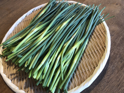 ほくほくで甘い♪国産ニンニクの芽1kg☆有機JAS認証≪収穫次第発送予定≫